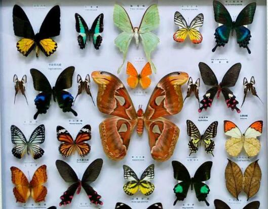 蝴蝶標(biāo)本11.jpg