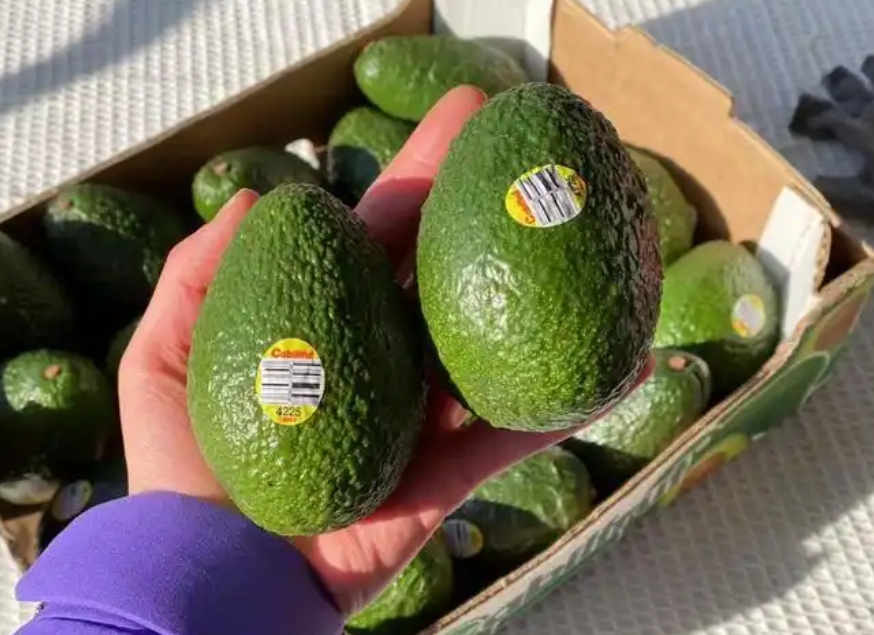 【首次登陸】智利進口牛油果在天津口岸通關(guān)完畢