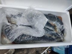 食品進(jìn)口標(biāo)簽新規(guī)定導(dǎo)致清關(guān)放緩,冰鮮三文魚到貨積壓遭嚴(yán)重?fù)p耗！